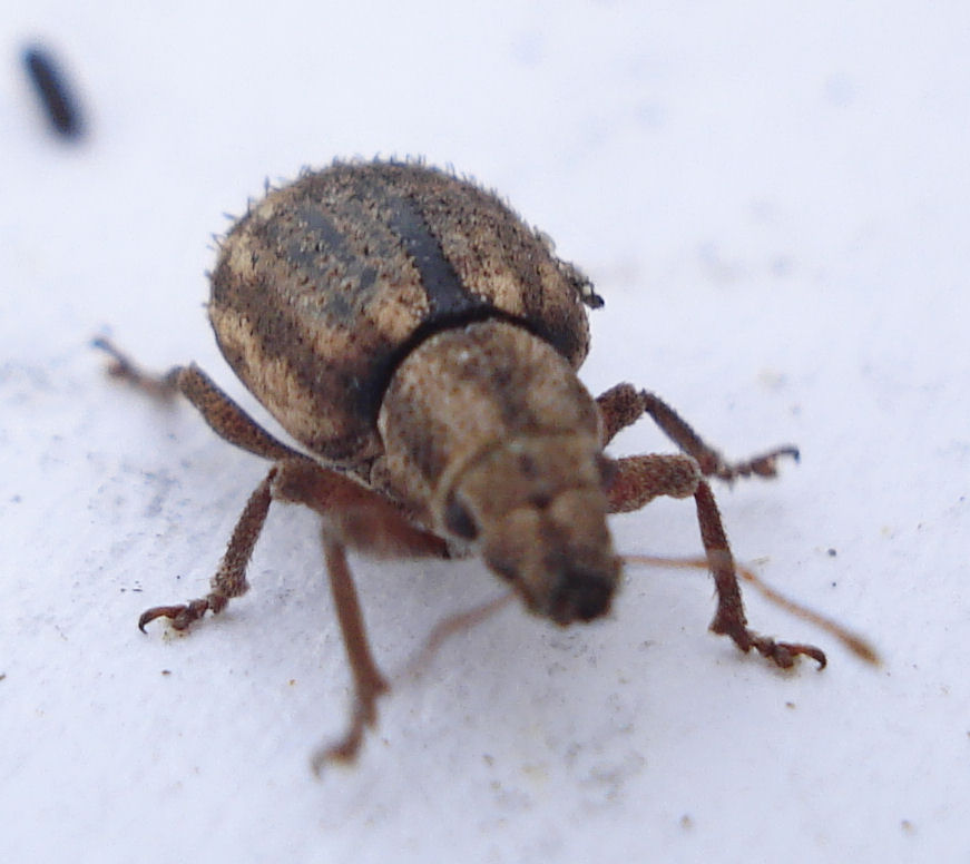 a bug sitting on the ground with it's head in the air