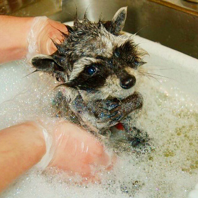 there is a dog that has been washed in the tub