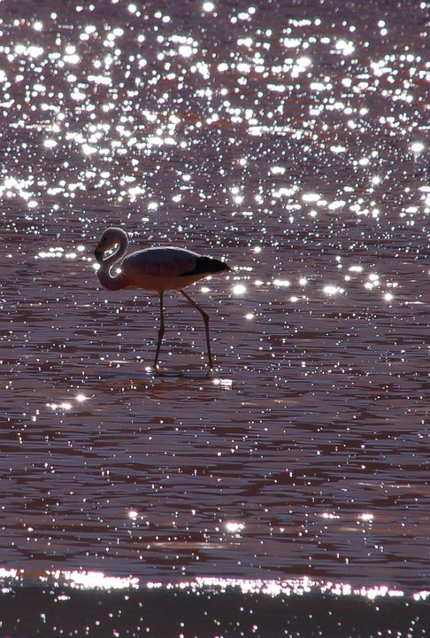 a flamingo standing in the water near some shore