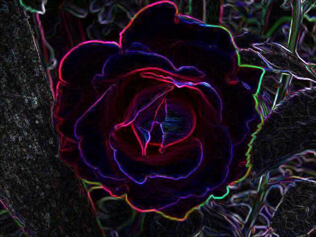 a po of a flower in the dark
