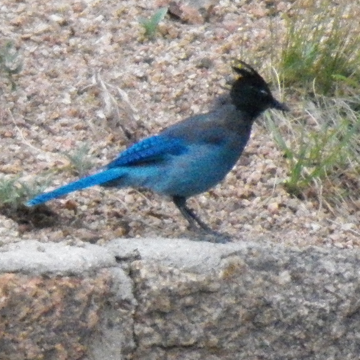 a bird standing on the ground in front of some brush