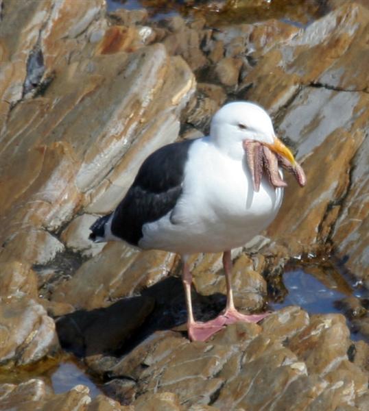 a white black and yellow bird on rocks