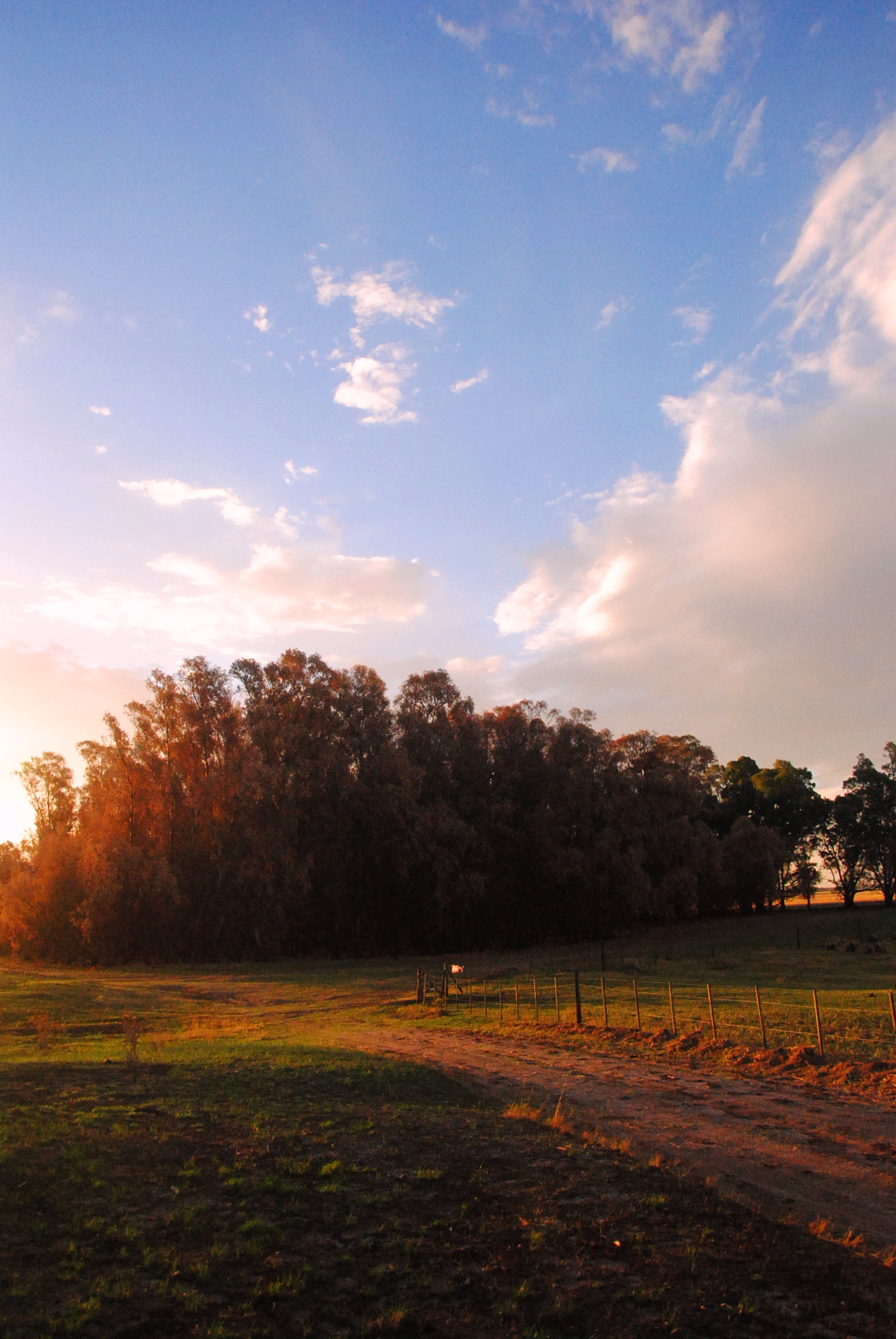 a dirt path next to an open grassy field