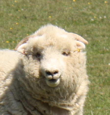 an animal standing in the grass with lots of white wool