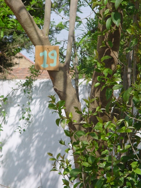 a number 31 tag hangs in a tree