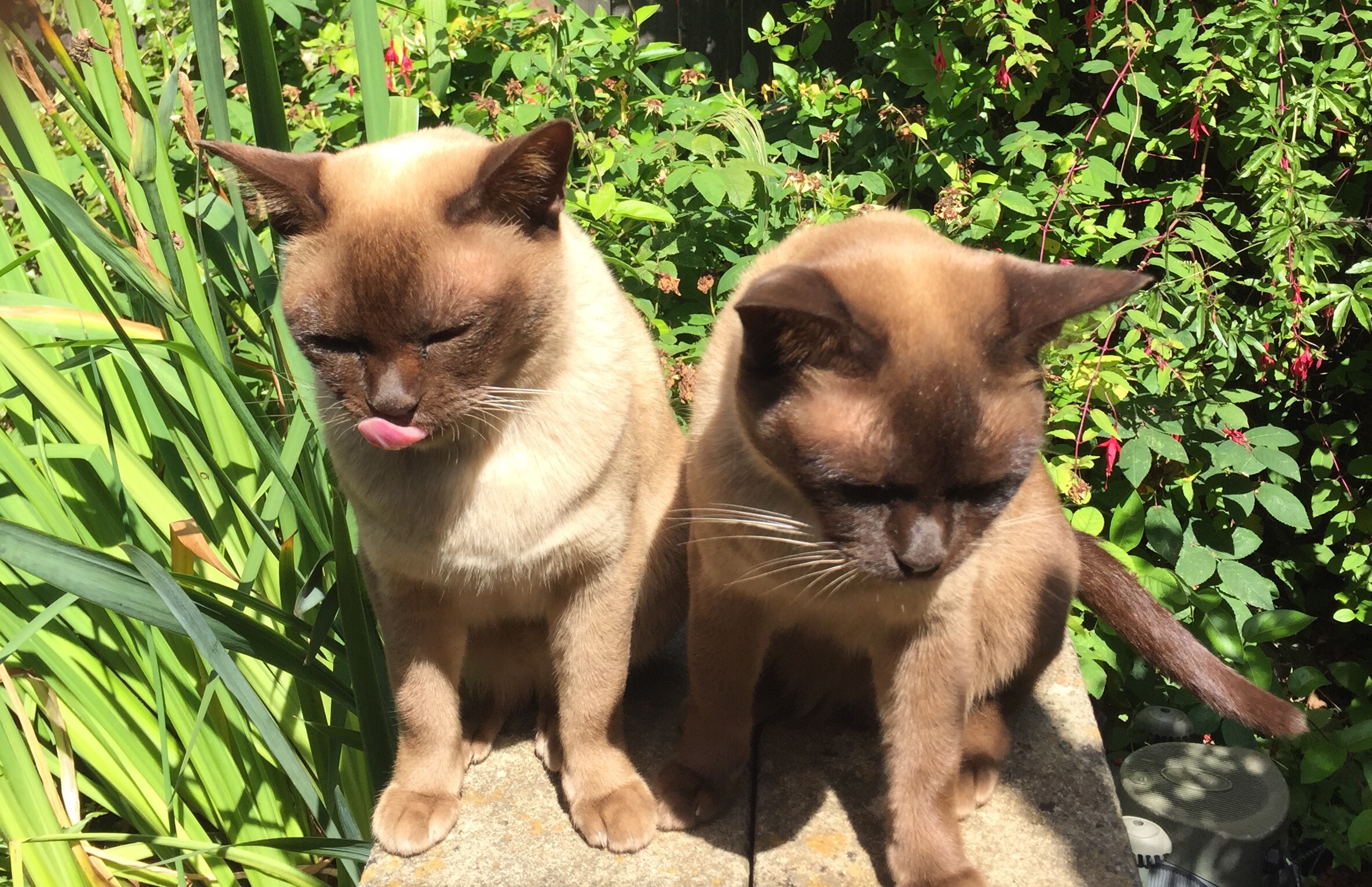 two cats in their natural habitat by some plants