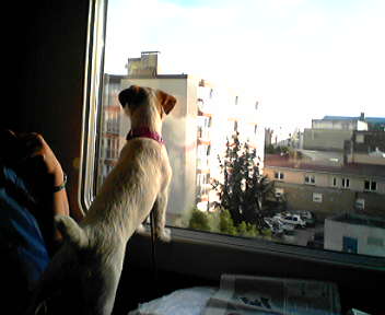a dog that is looking out the window