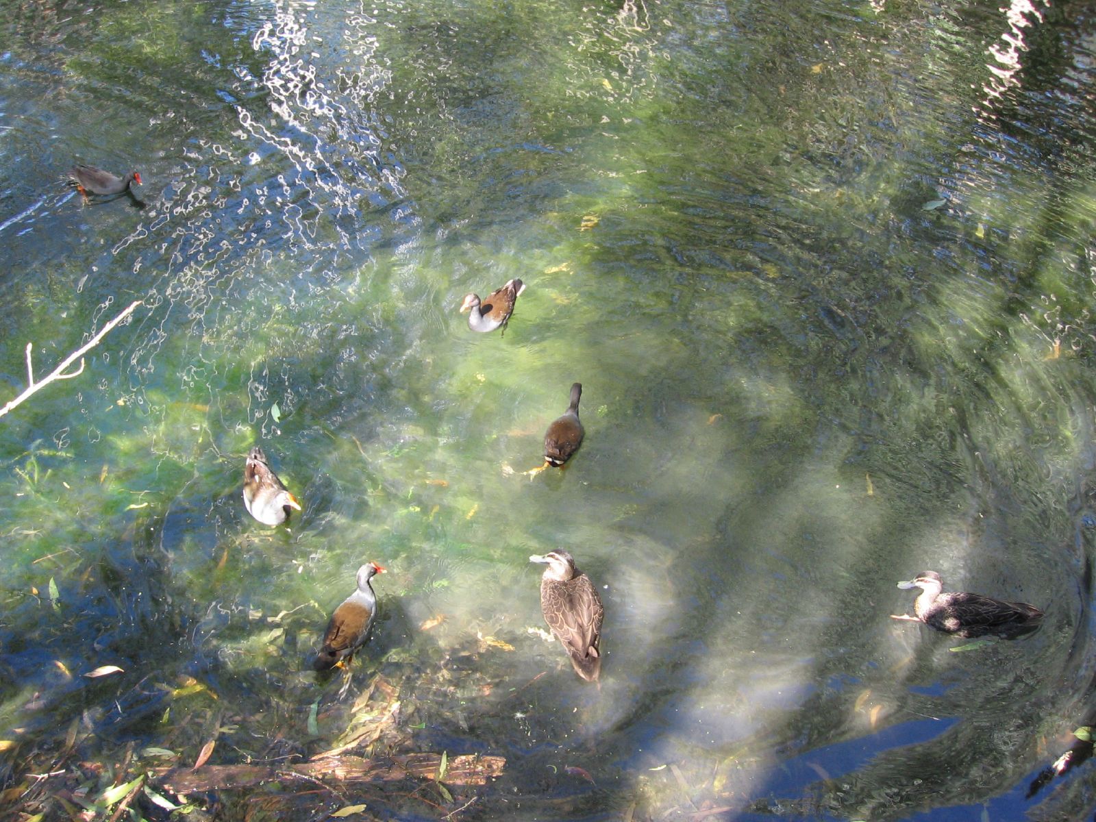 a bunch of ducks floating in the water together