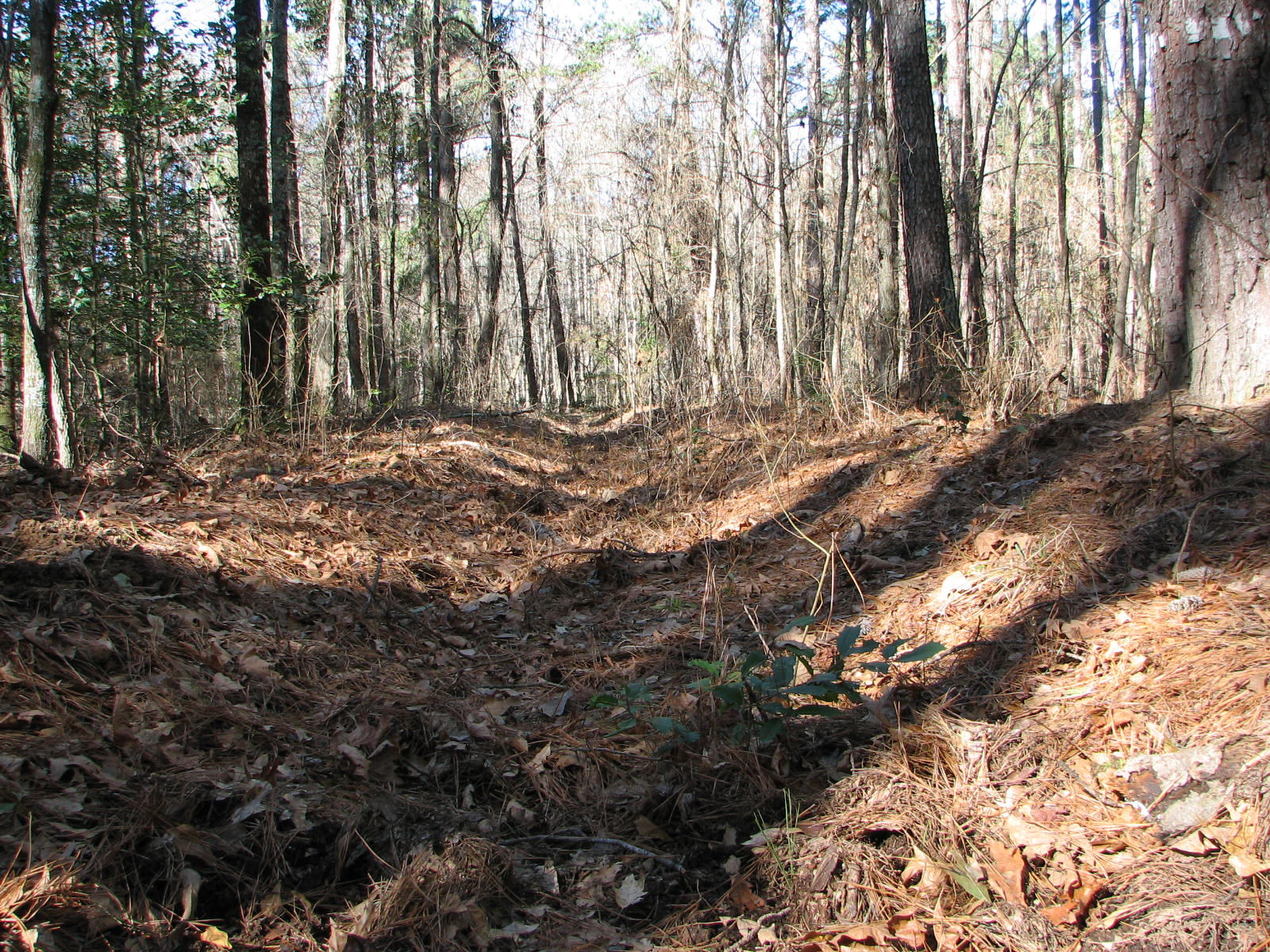 a dirt road with lots of trees and fallen leaves