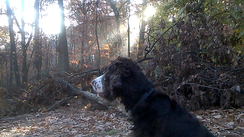 a dog sitting in the woods looking at soing