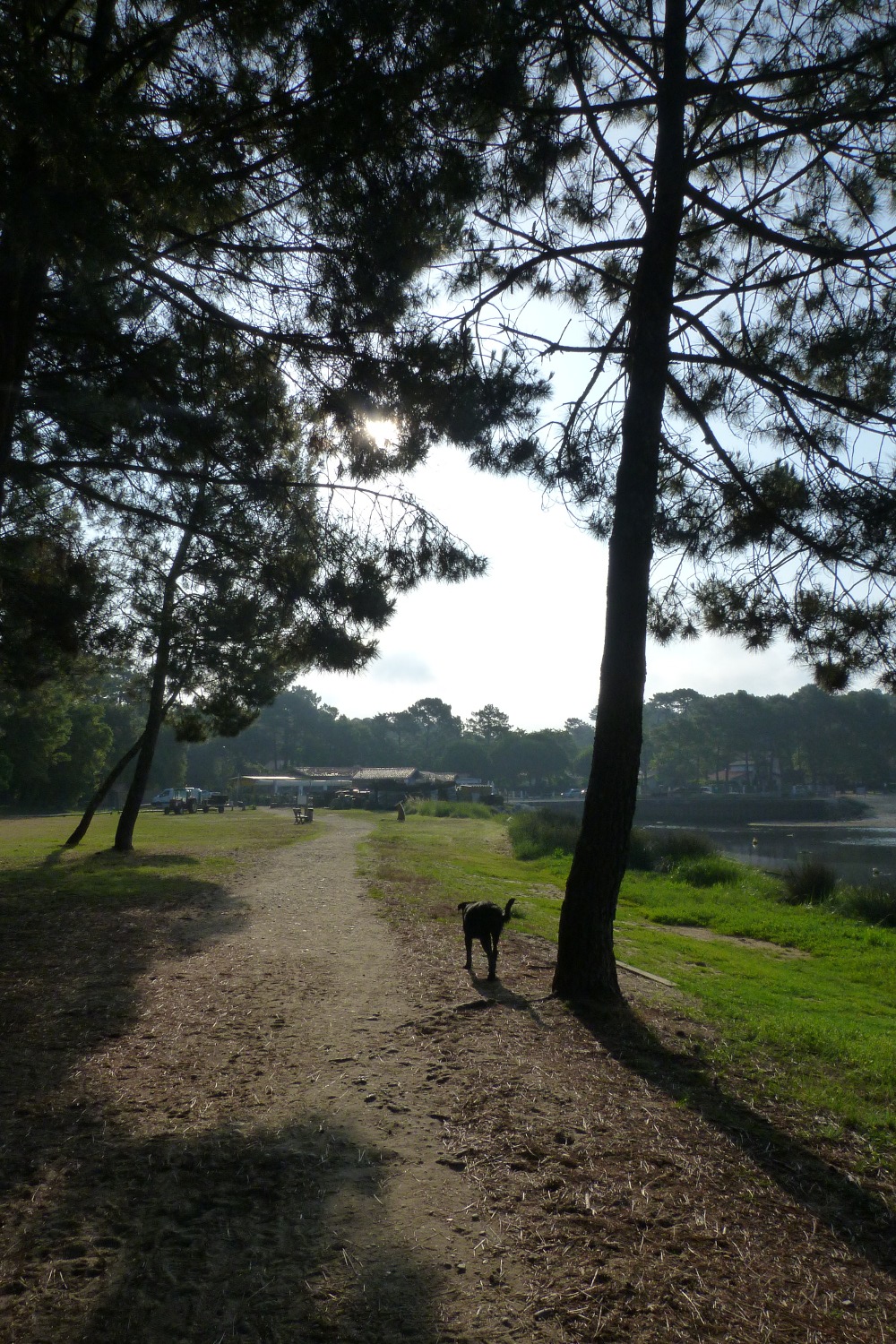 an animal walking down a dirt road in the woods