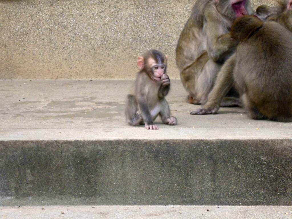 a baby monkey looking for food next to other monkeys