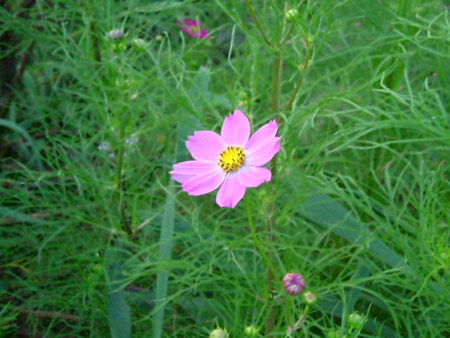 a very pretty pink flower surrounded by some green grass