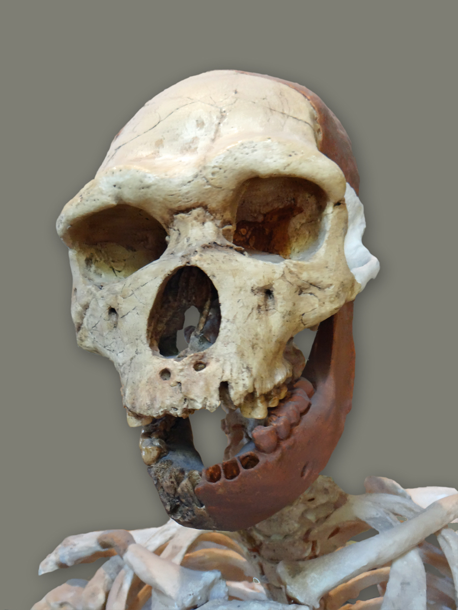 a po of a human skull with jawbones and bones