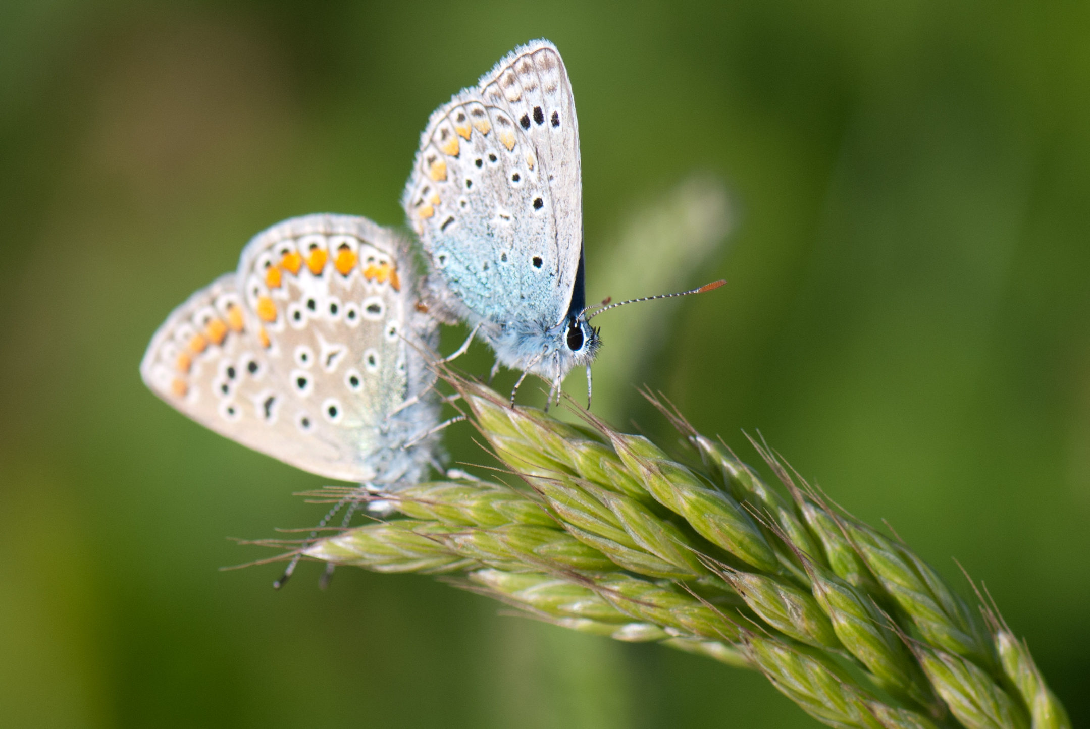 two blue erflies resting on the tip of a green plant