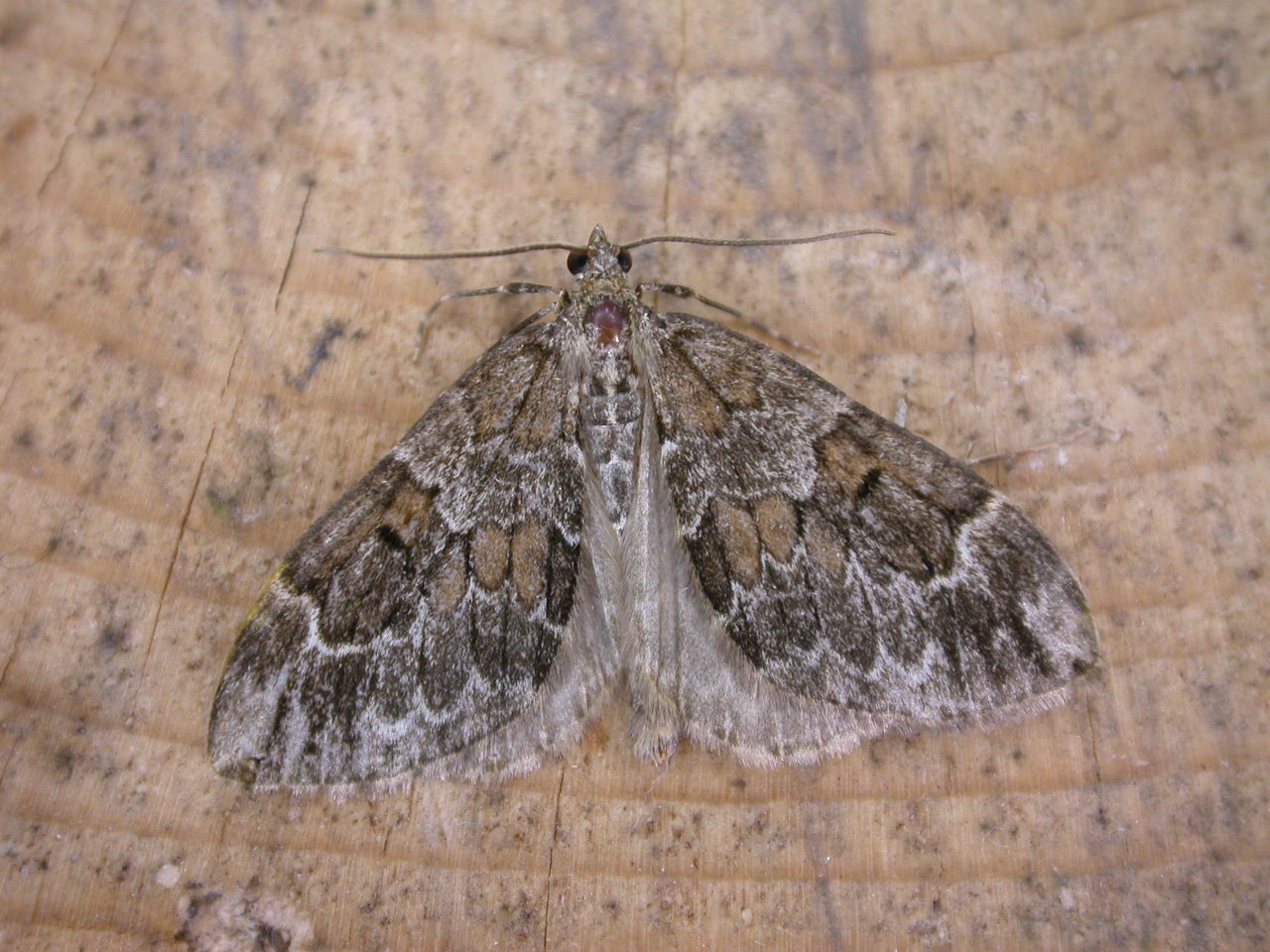 a brown and grey moth sits on a wooden surface