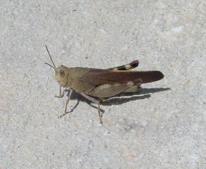 a brown bug with one eye open on a cement floor