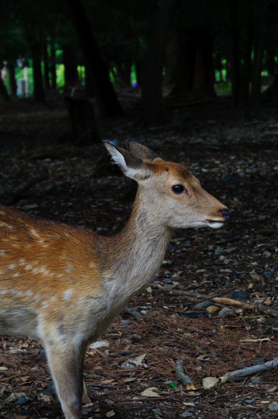 a deer looks intently at soing in the forest