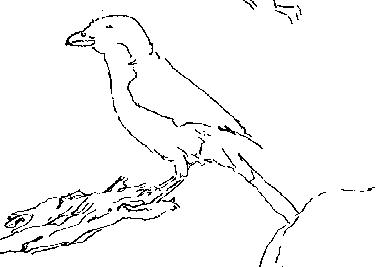 a line drawing of two birds on tree nch