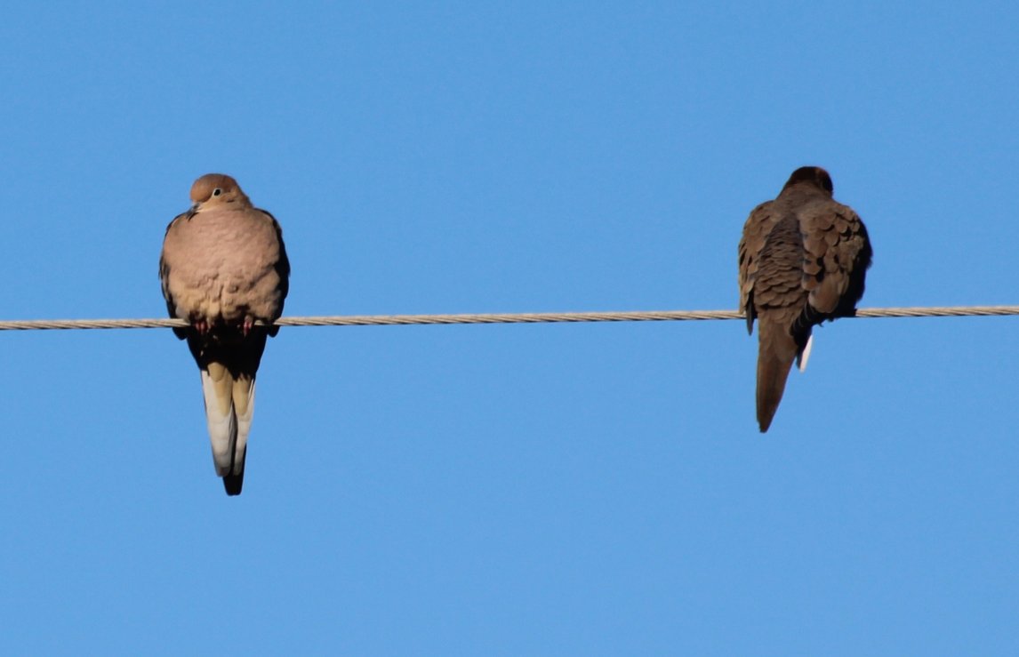 two birds are perched on wires looking at soing
