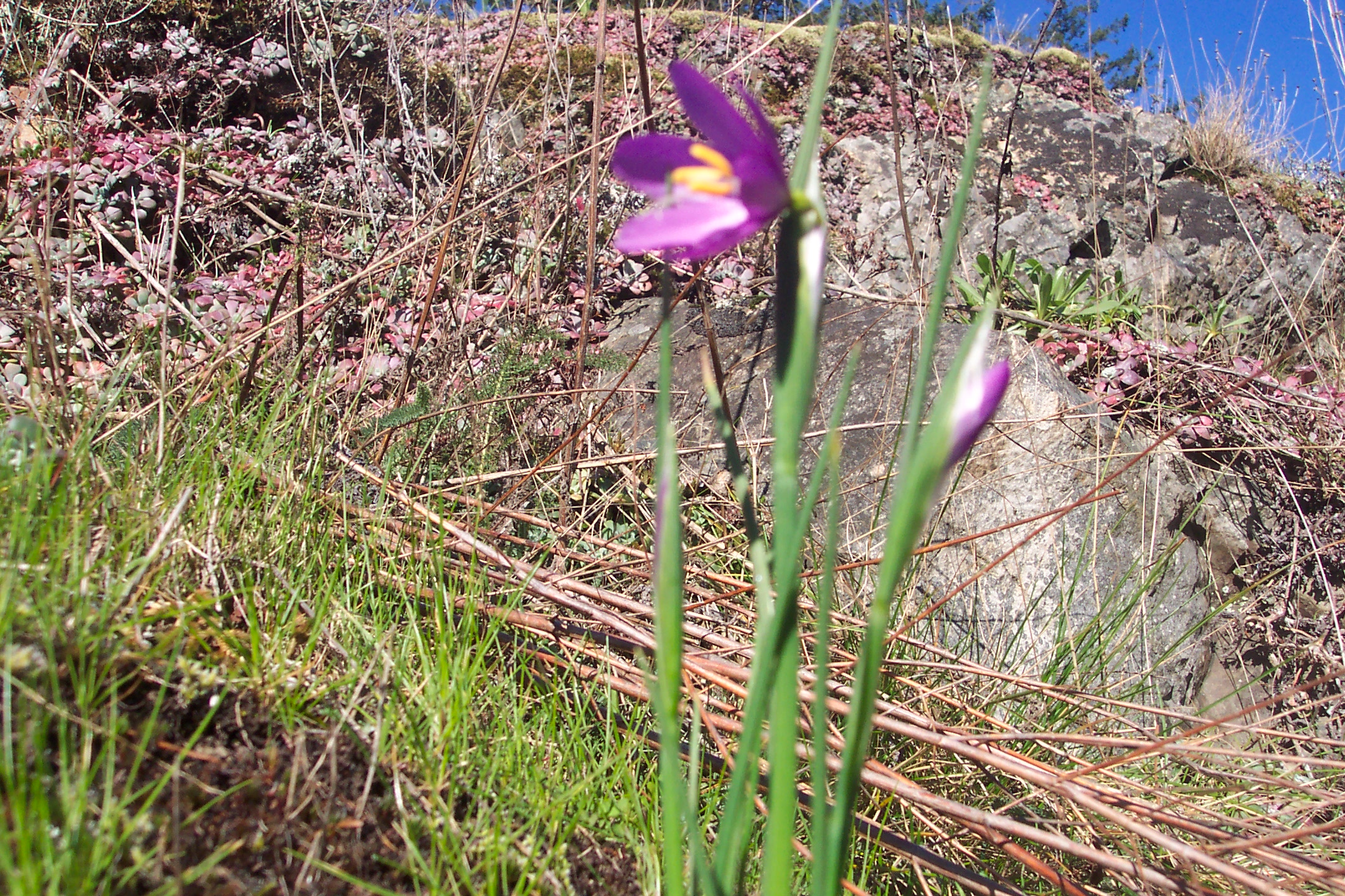 purple flowers near a small cliff on a mountain