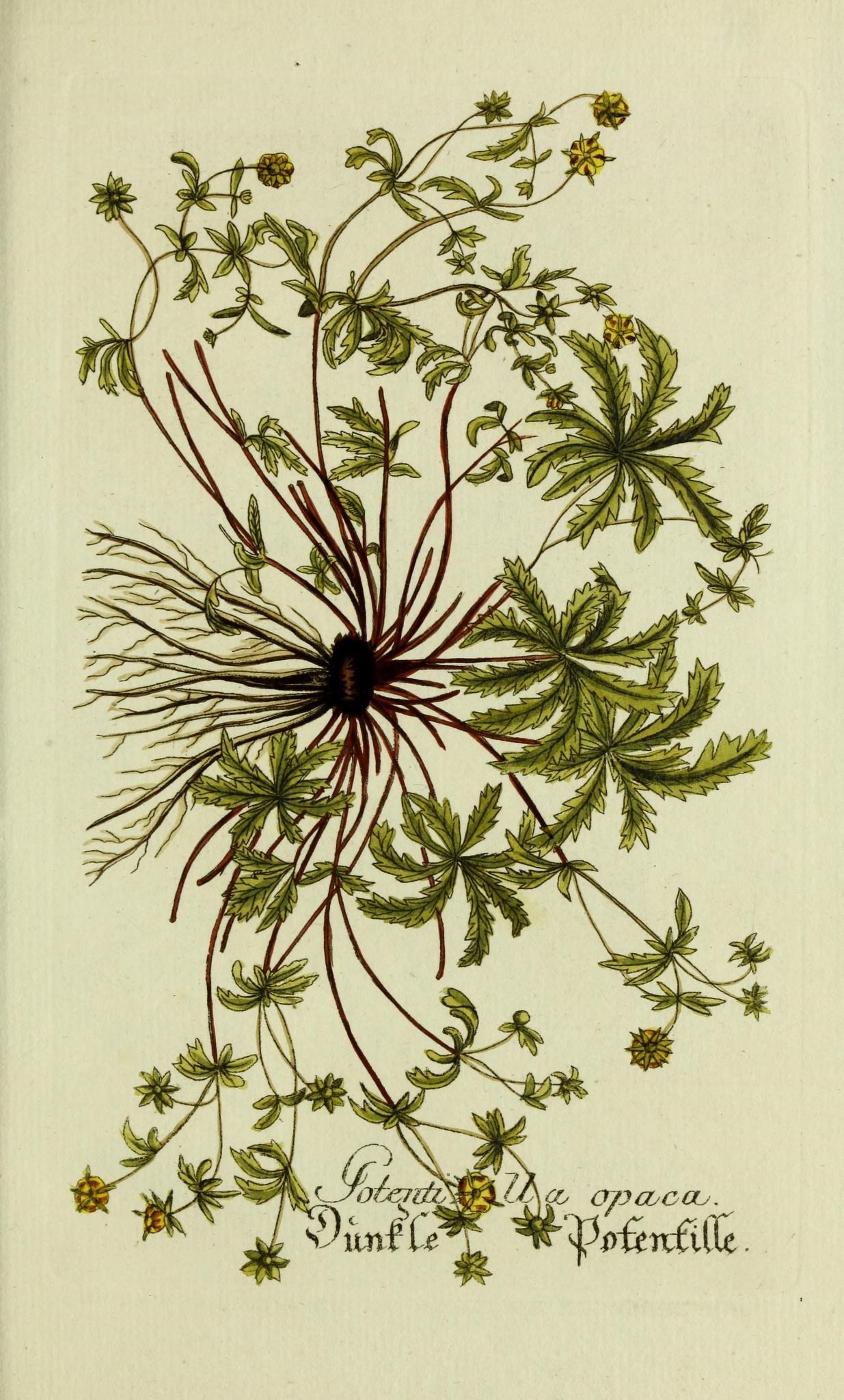 the back cover of a book with flowers