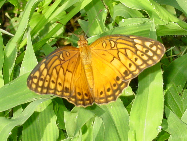 a large erfly is perched on a leaf