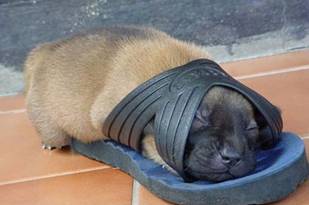 a cat sleeps on top of a closed litter mat