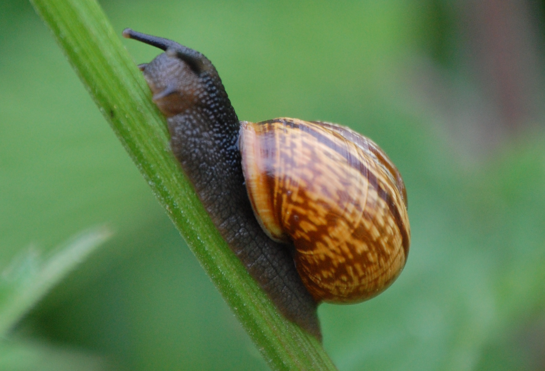 a snail sitting on a green stem in front of some grass