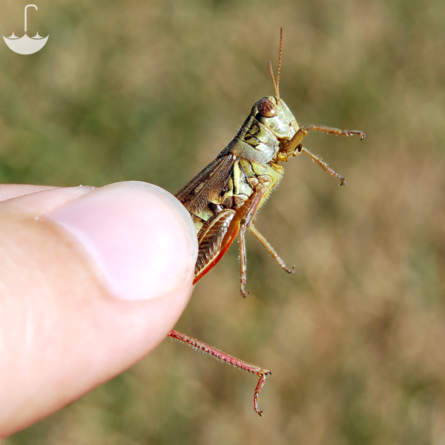 the insect is perched on the finger of someone
