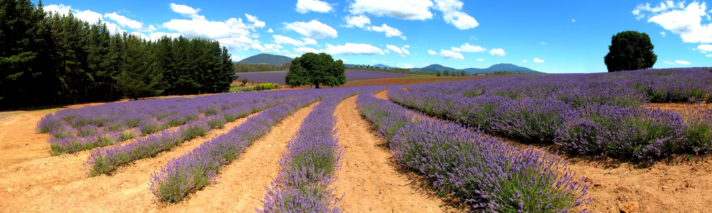 a field with rows of lavender plants and mountains in the distance