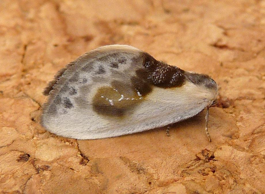 a white and black insect with a brown spot on its chest