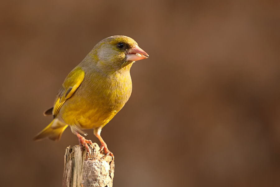 a yellow bird is perched on a piece of wood
