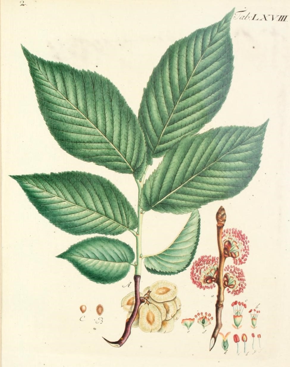 a drawing of a green leaf that has flowers and seeds inside it