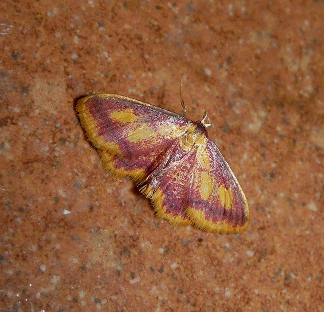 a pink and yellow moths sitting on the ground