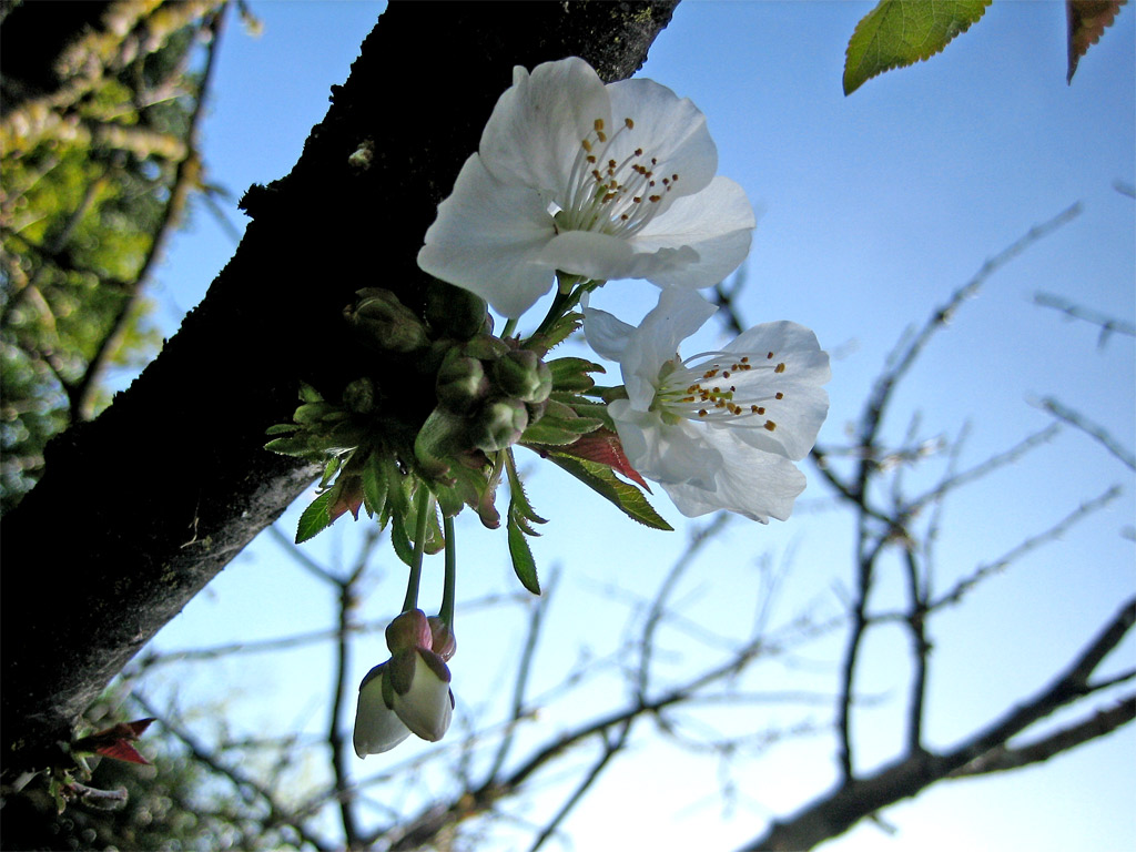 some white flowers on a tree nch with sky in the background