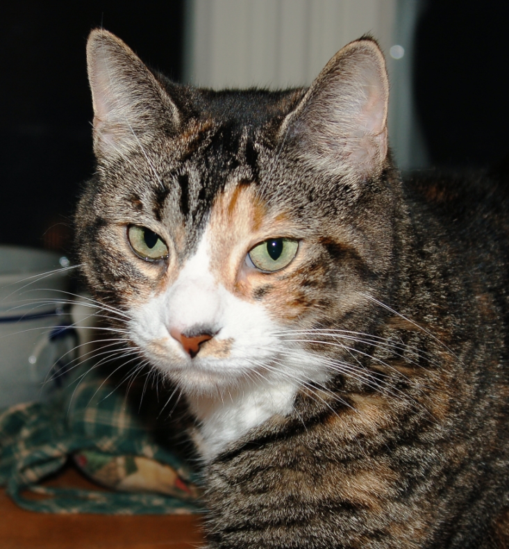 a tabby cat sitting on top of a brown desk