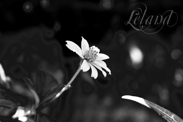 a black and white po of an unfurnished flower
