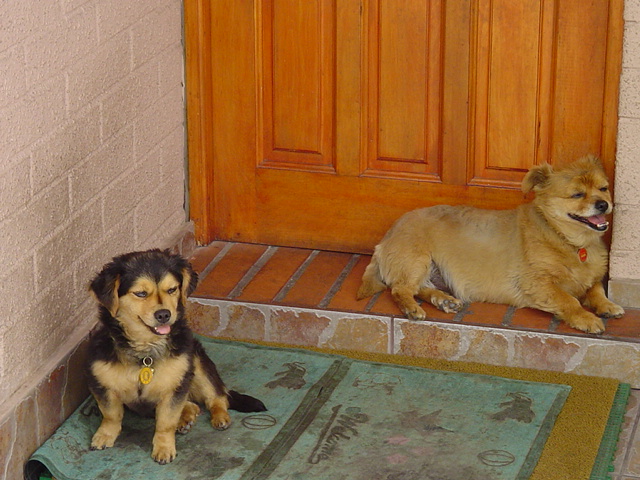 two dogs sit on the porch in front of the door