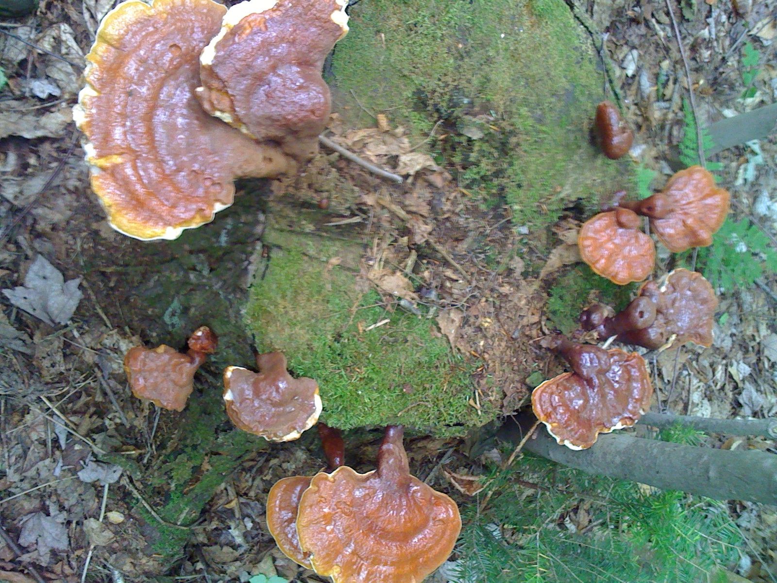 several small brown mushrooms on a moss covered rock