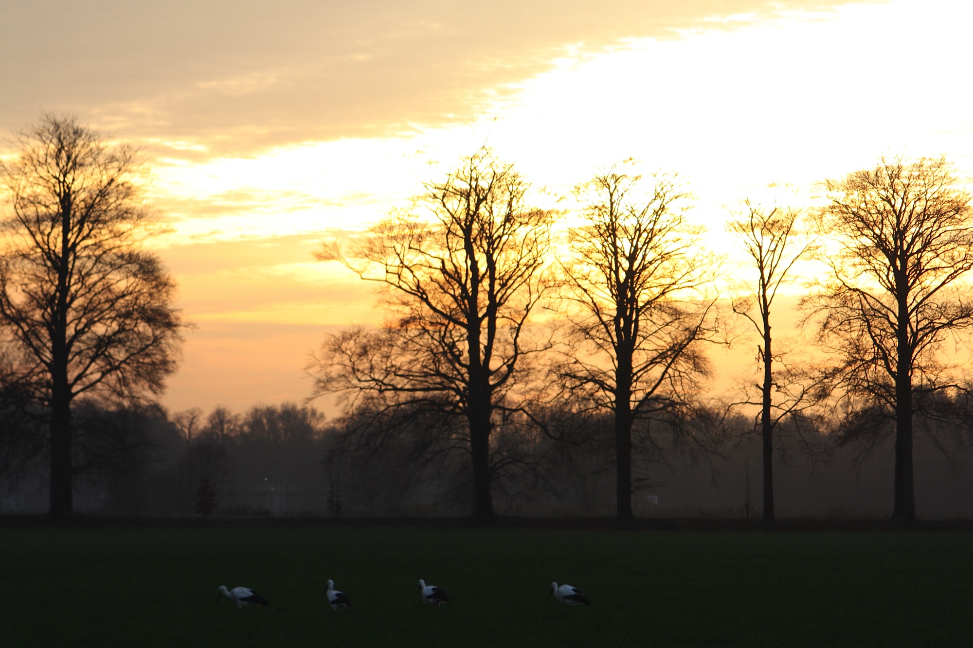 several geese in an open field at sunset