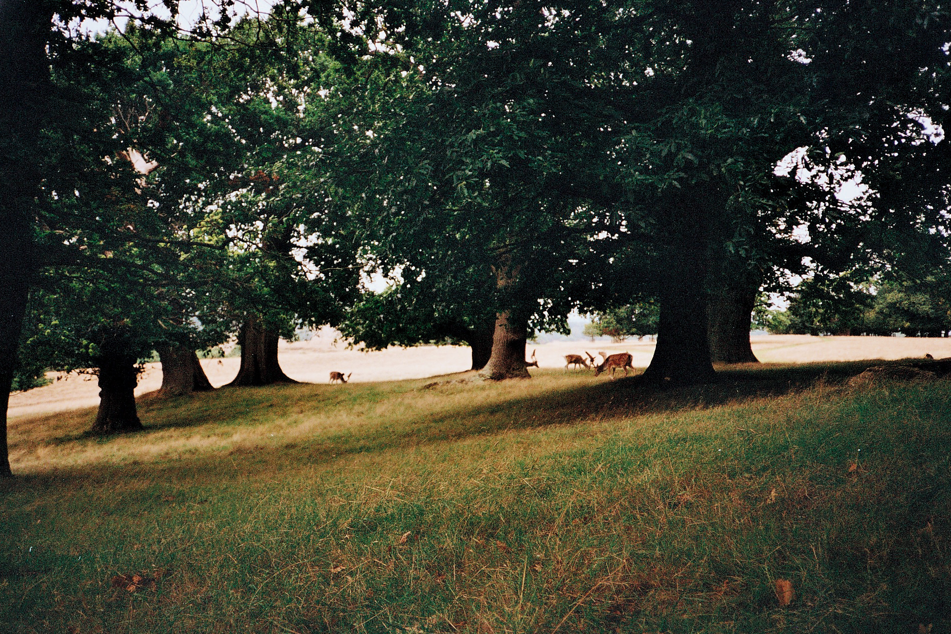 trees and grass in a field with low lying grass