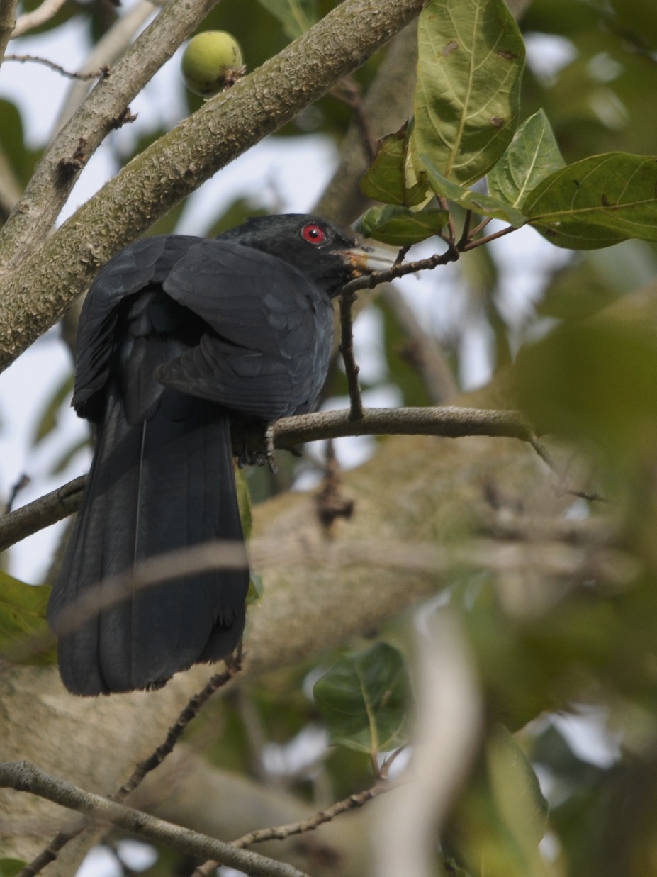 a black bird is sitting on a tree nch