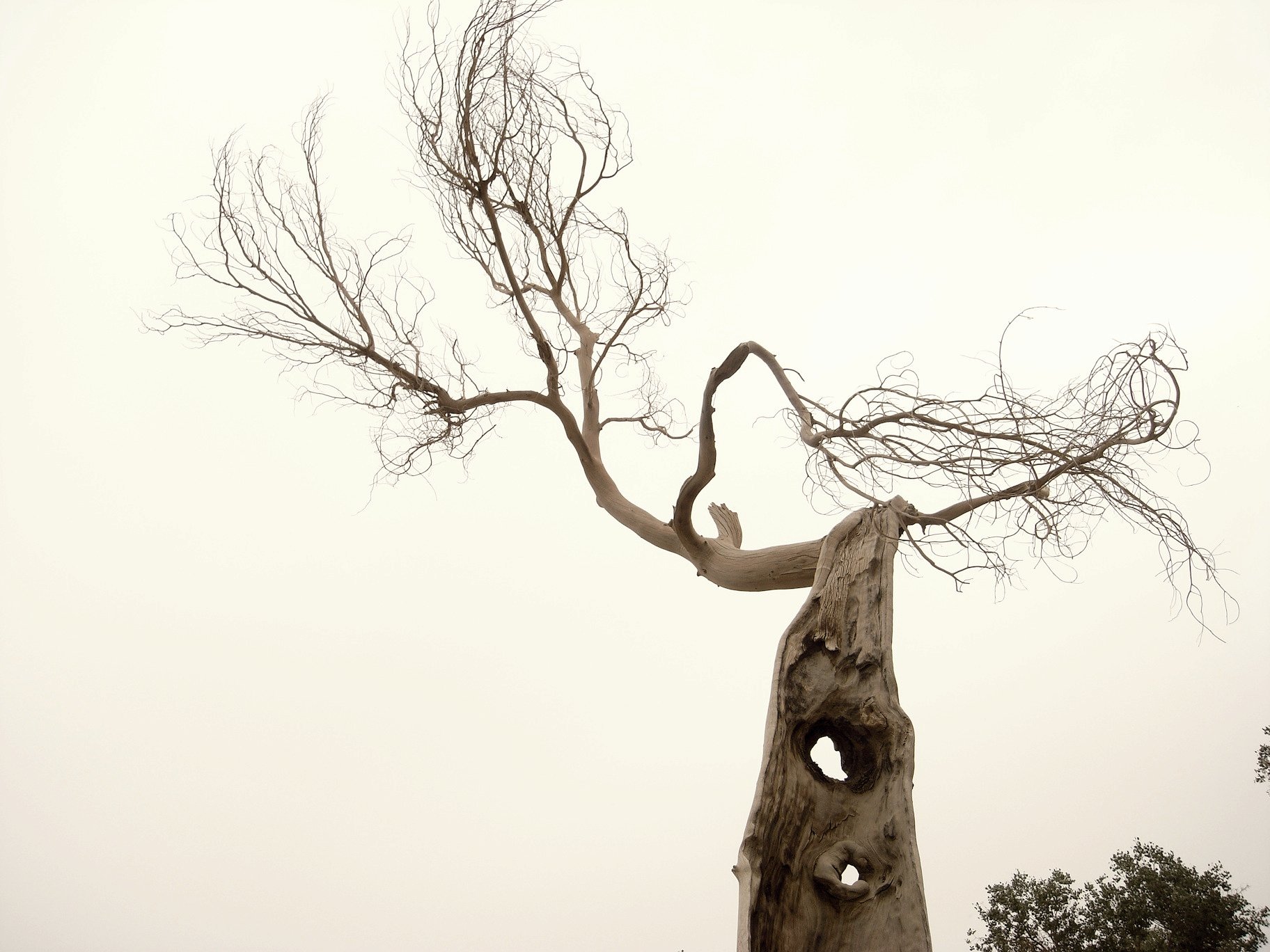 a very tall tree leaning with its trunk