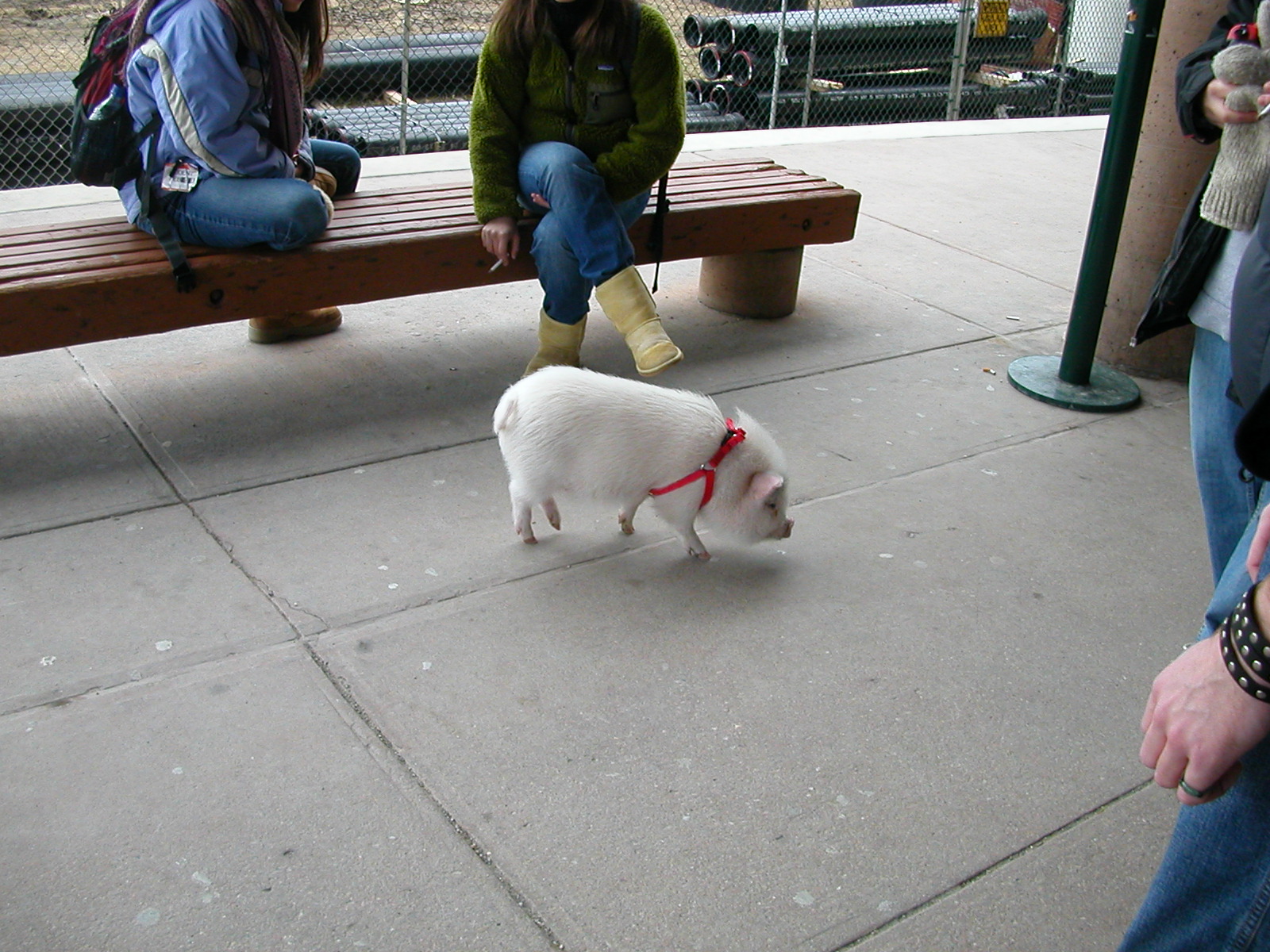 a small dog walking by people on a bench