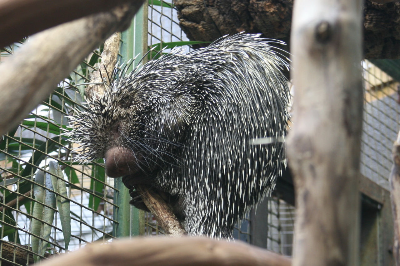 a porcupine in a zoo enclosure chewing on the nch