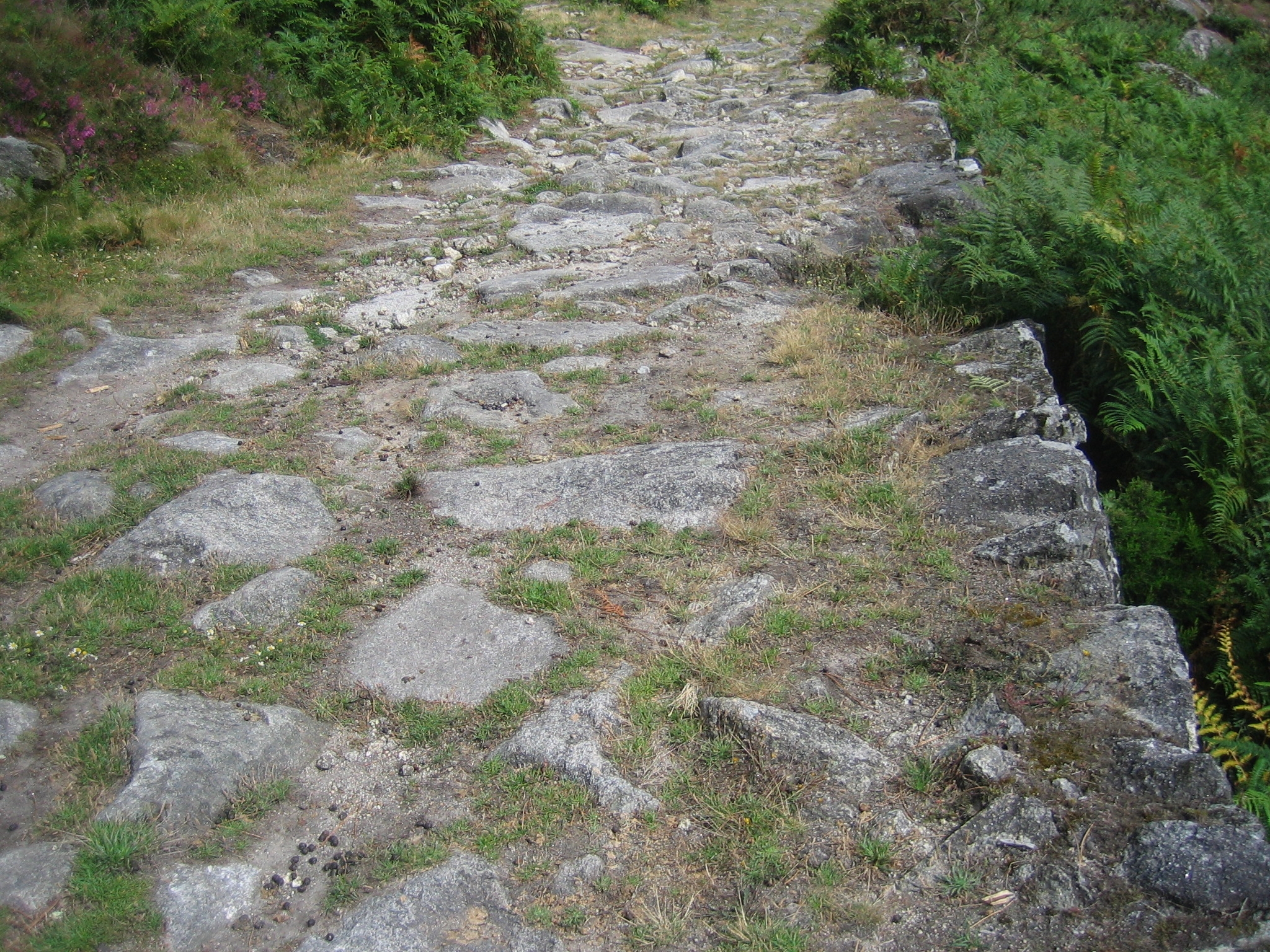 a stone walkway surrounded by trees and weeds