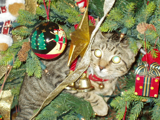 a cat that is sitting next to a christmas tree