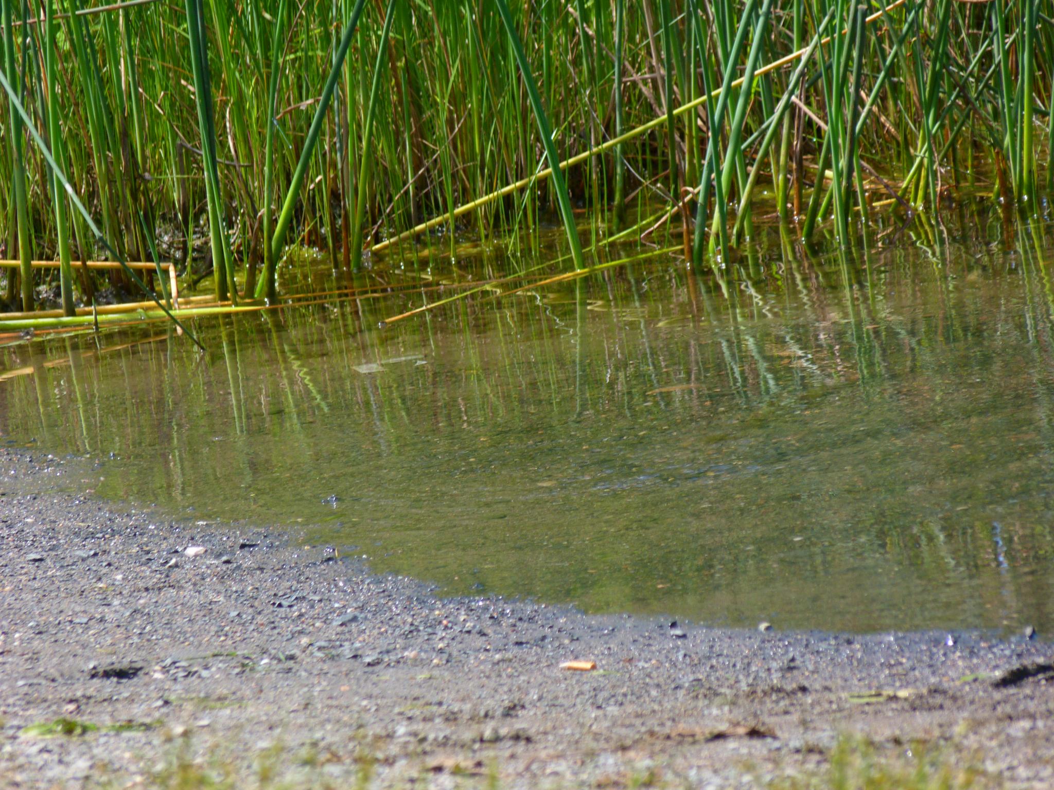 an image of the surface of a lake that has grass growing