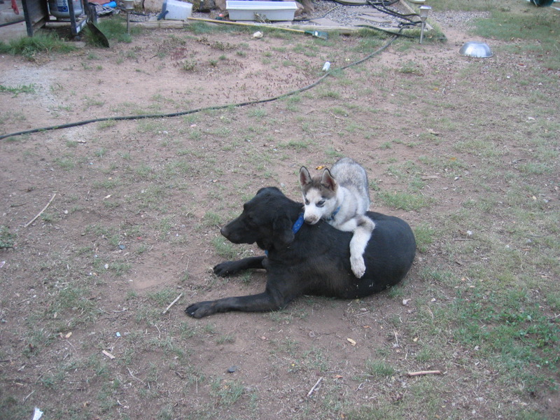 a dog that is sitting on top of a dog